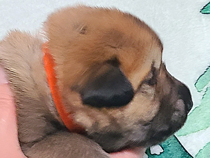 chinook puppy